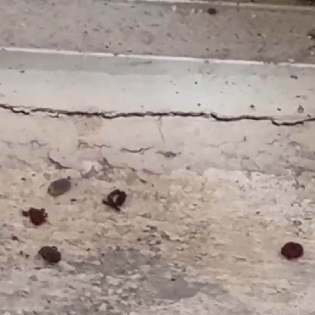 Tiene Plaga de Garrapatas en su Casa; Pide Ayuda para Eliminarlas