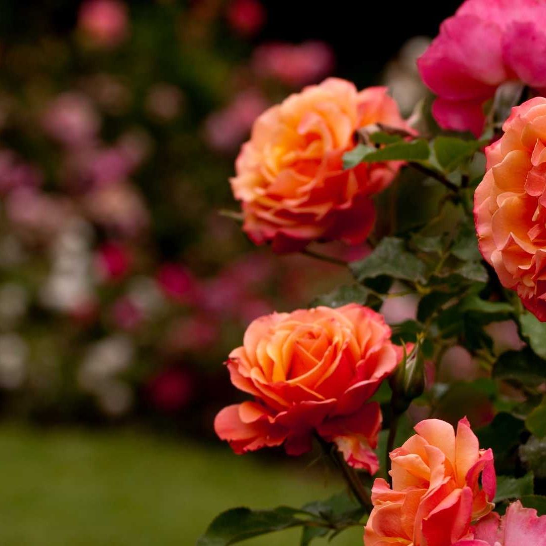 ¿Qué Hacer en el Primer Festival de las Rosas 2025?