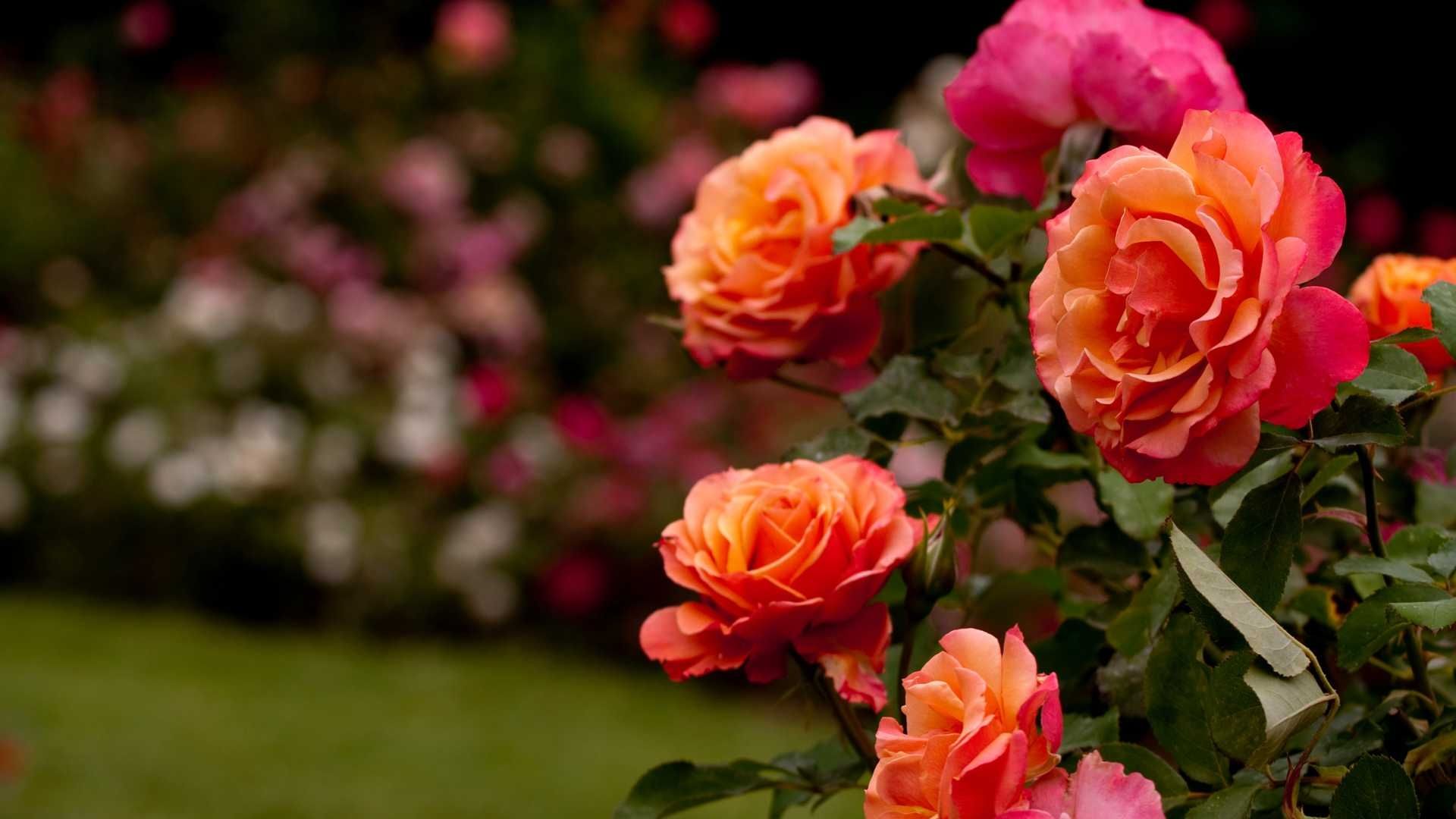 ¿Qué Hacer en el Primer Festival de las Rosas 2025?