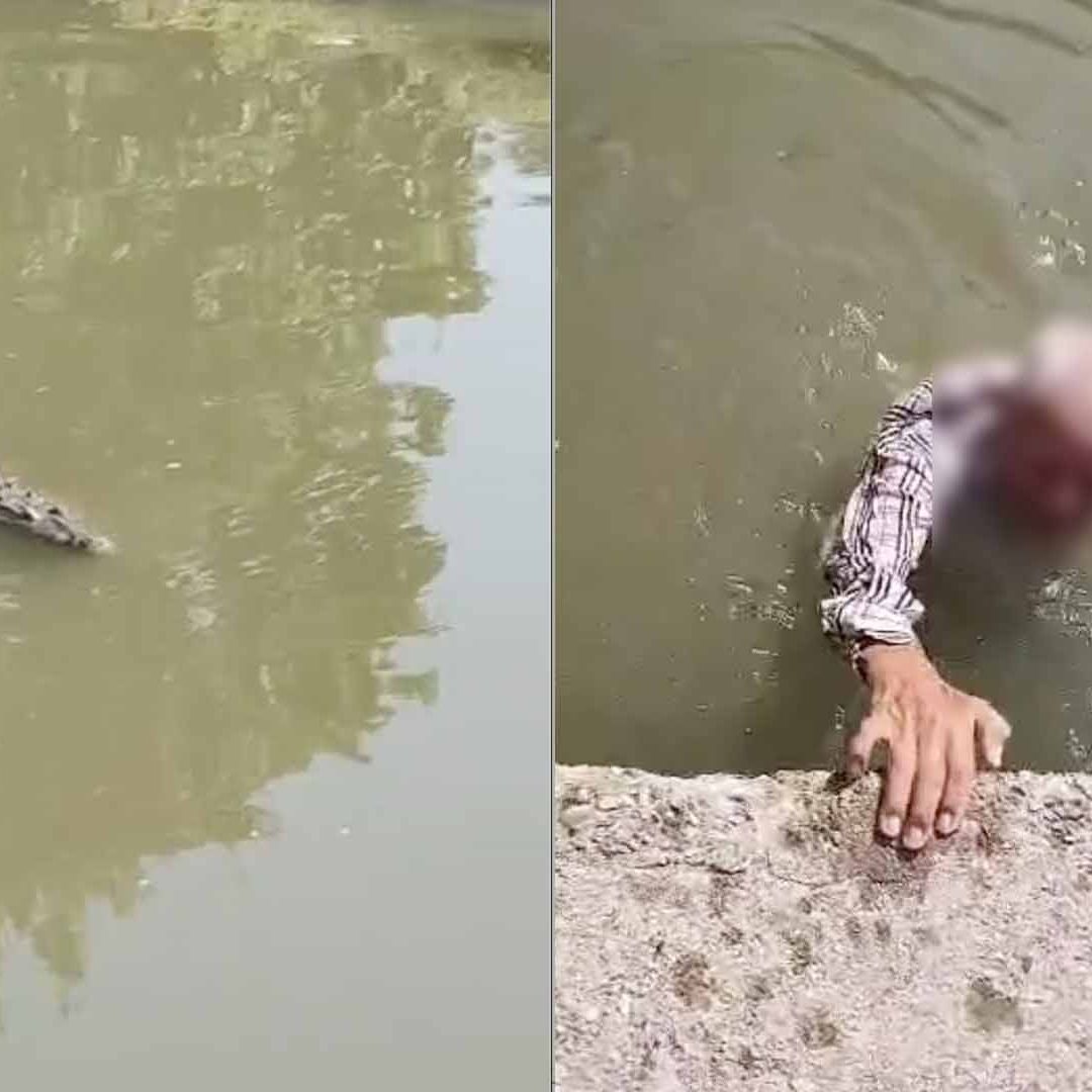 Rescatan a Abuelito de Ataque de Cocodrilo en Canal de la Cortadura