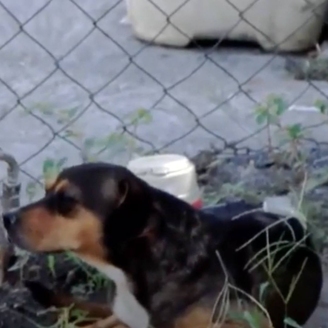 ¿Qué Hacer Si Mi Mascota Tiene Garrapatas?
