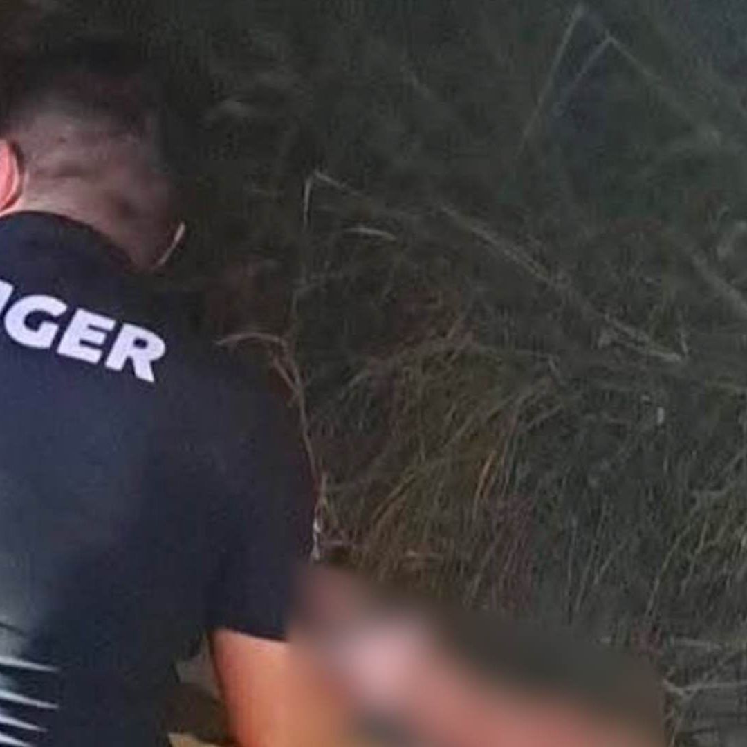 Muere Puma Atropellado en Carretera Nacional en Allende, Nuevo León