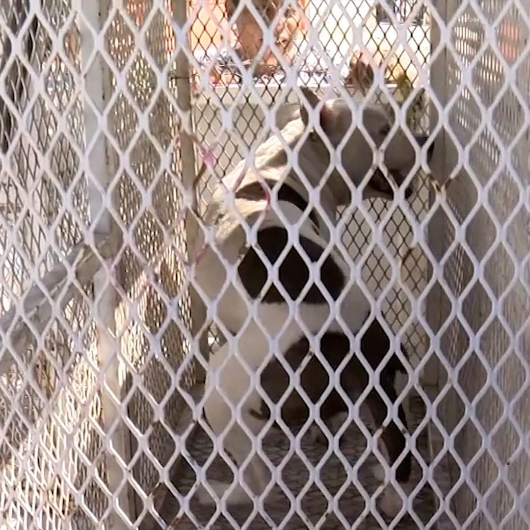 Niño Graves tras ser Atacado por un Perro Pitbull en Gómez Palacio