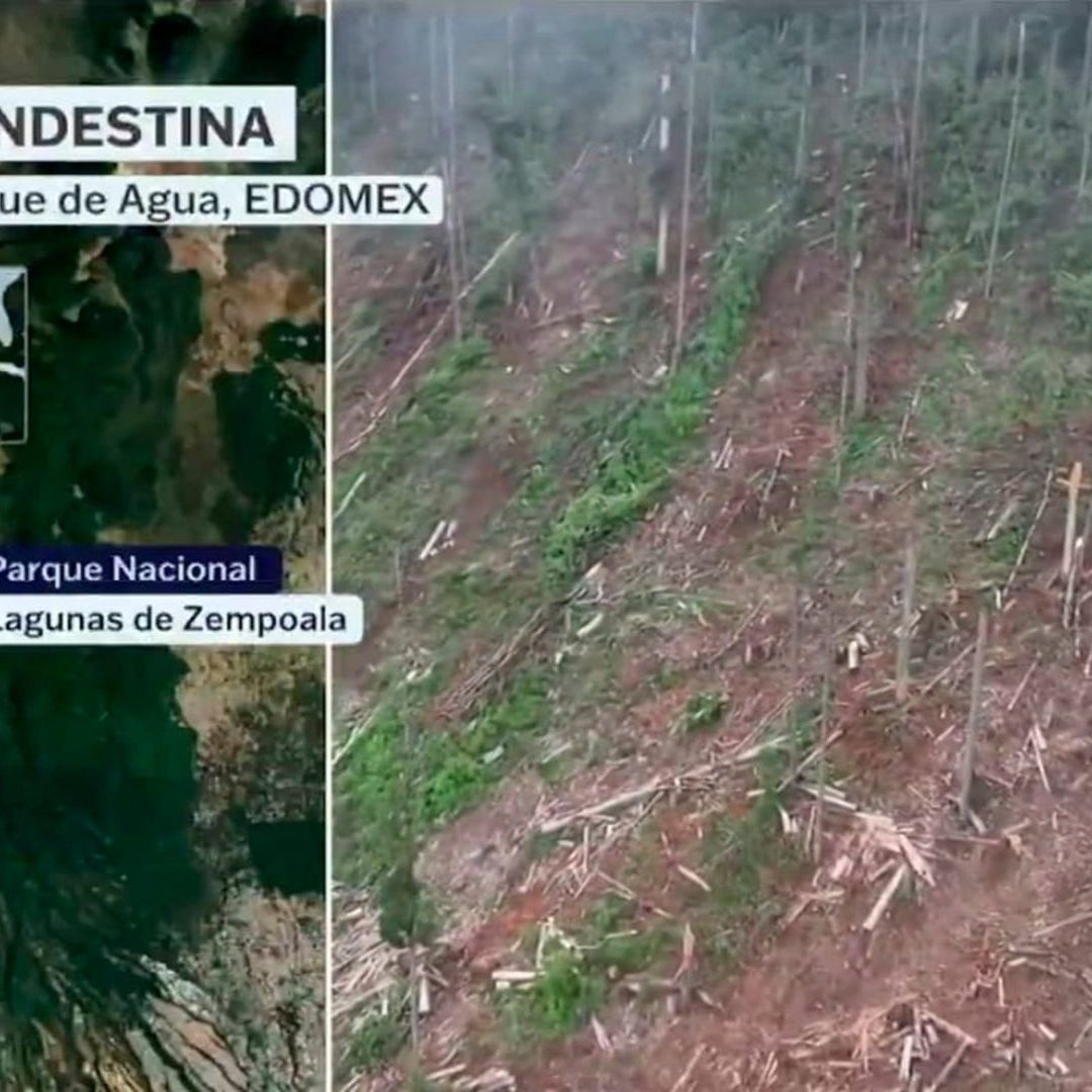 Tala Clandestina Devasta el Bosque de Agua en Lagunas de Zempoala, Edomex