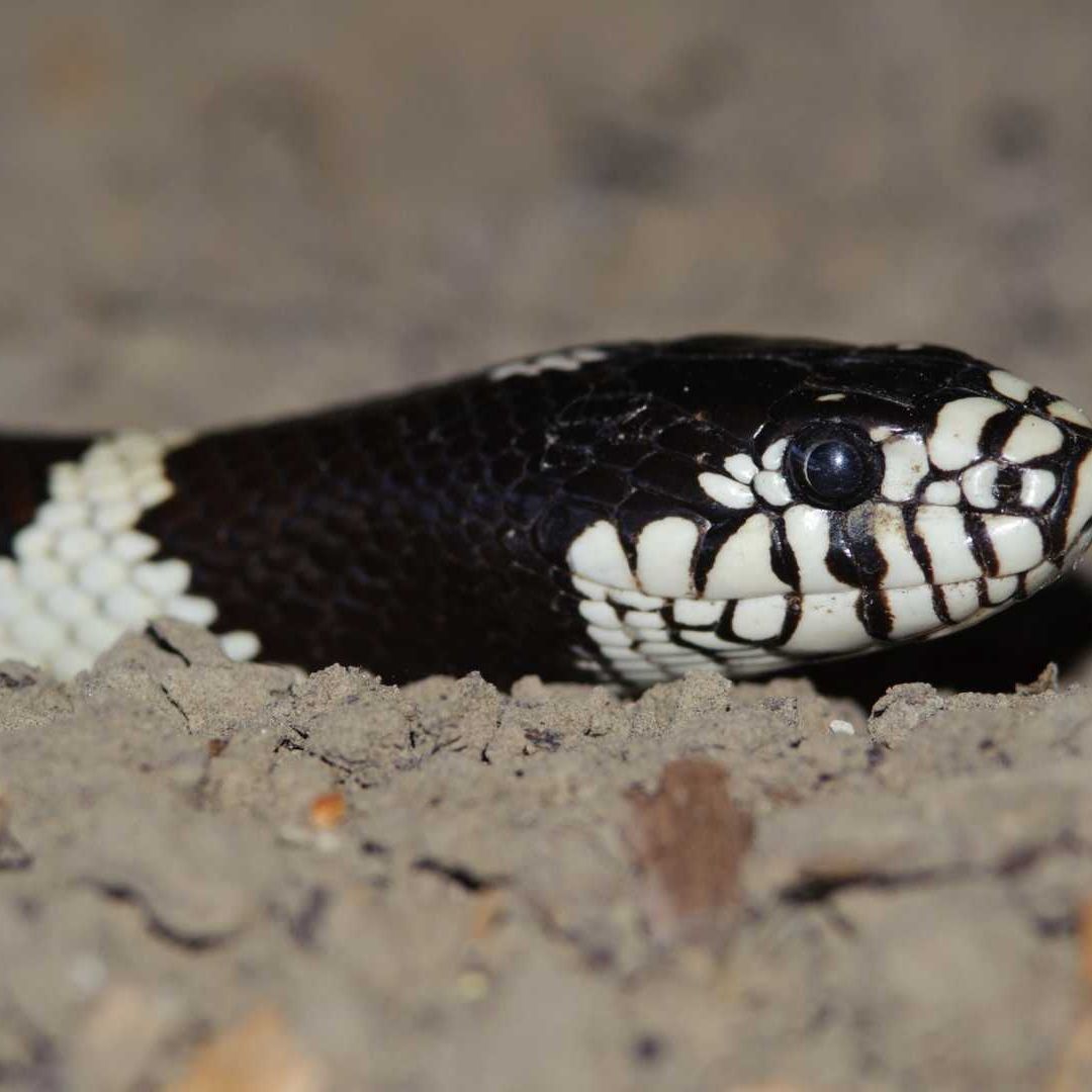 Una serpiente coralillo y una rey de California fueron encontradas en casas en Ciudad Juárez