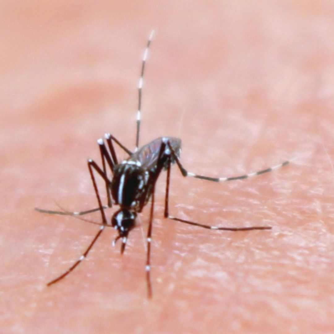 Más de 30 Mil Casos y 80 Defunciones de Dengue en México Hasta Ahora