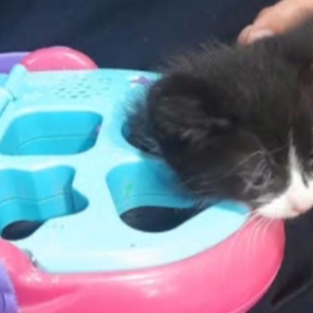Bomberos de Hermosillo Rescataron a Gatito Atrapado en Juguete