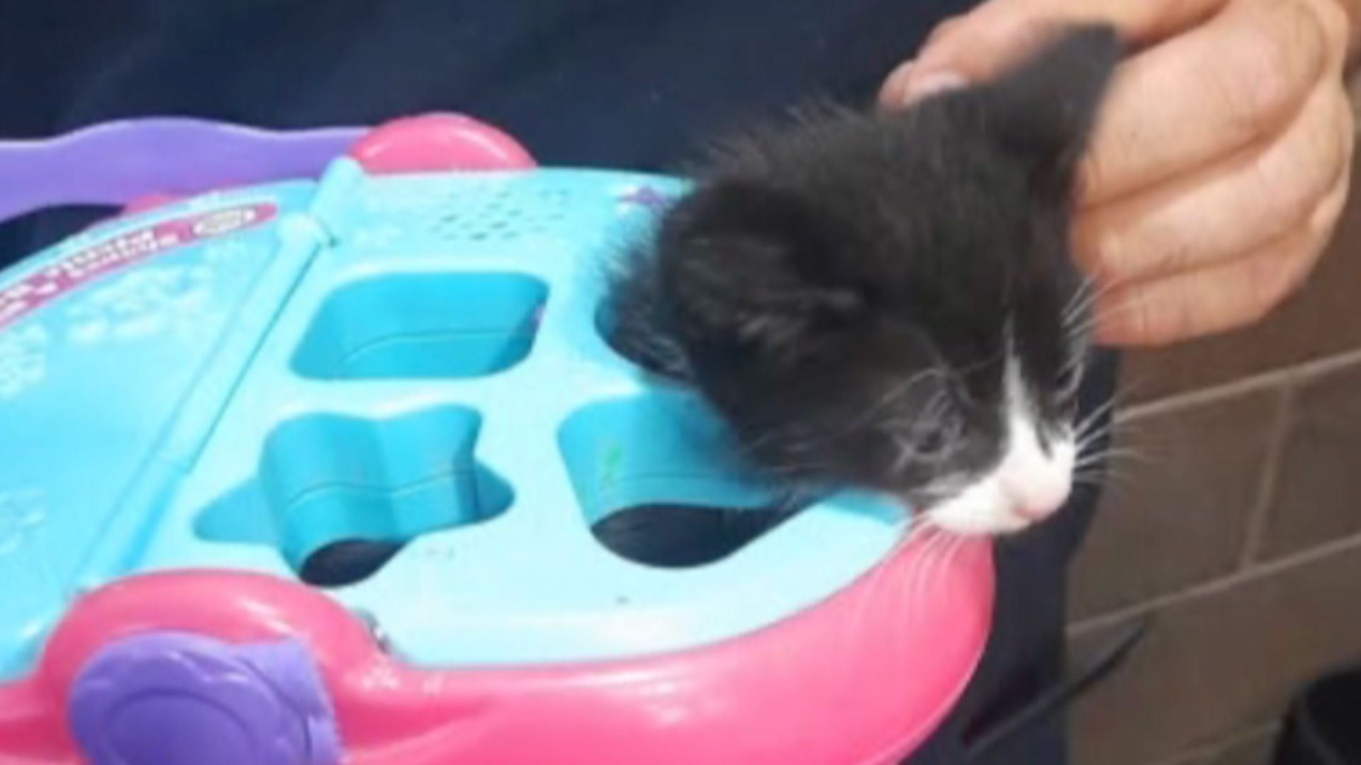 Bomberos de Hermosillo Rescataron a Gatito Atrapado en Juguete