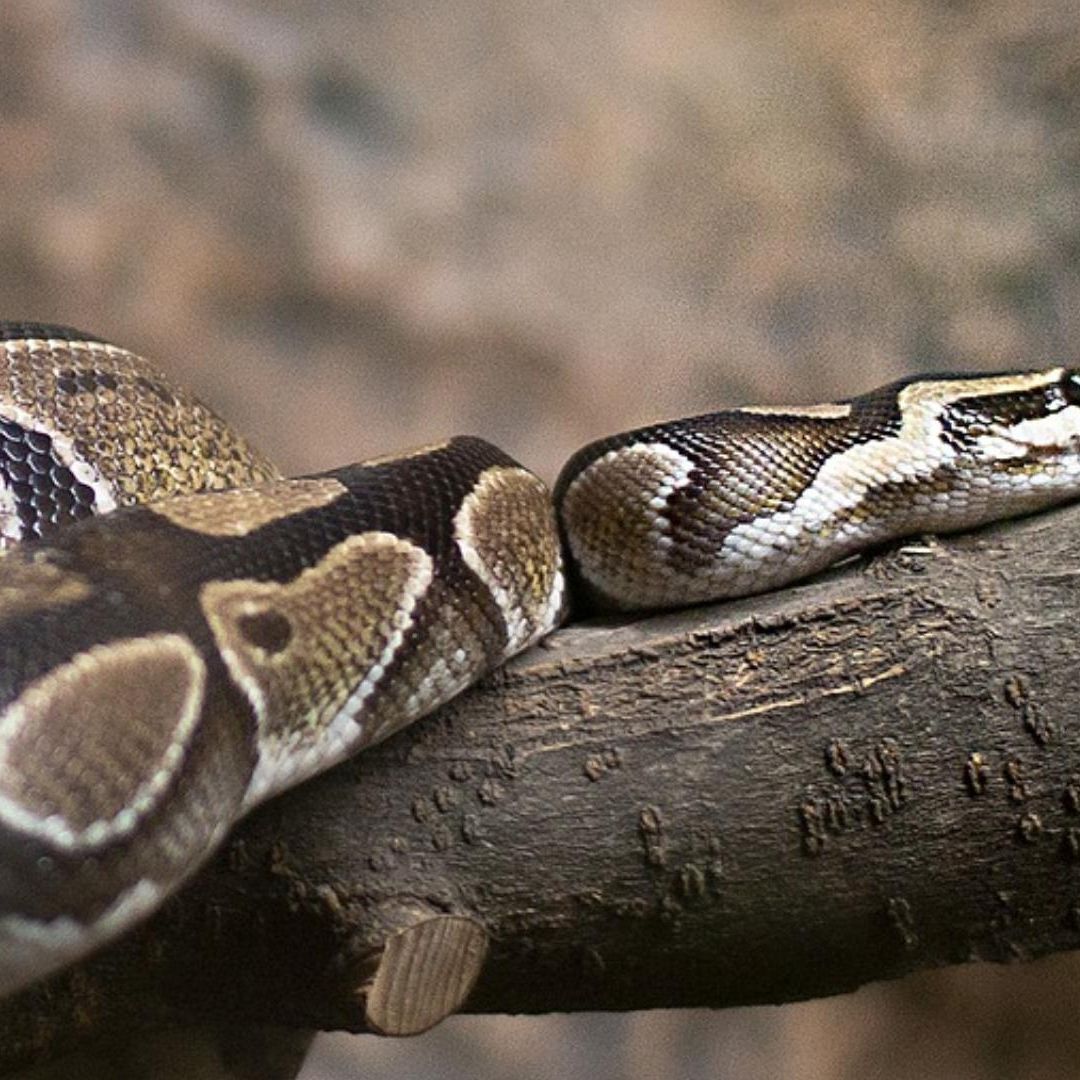 Abuelita es Devorada por Enorme Serpiente Pitón Durante Reunión Familiar