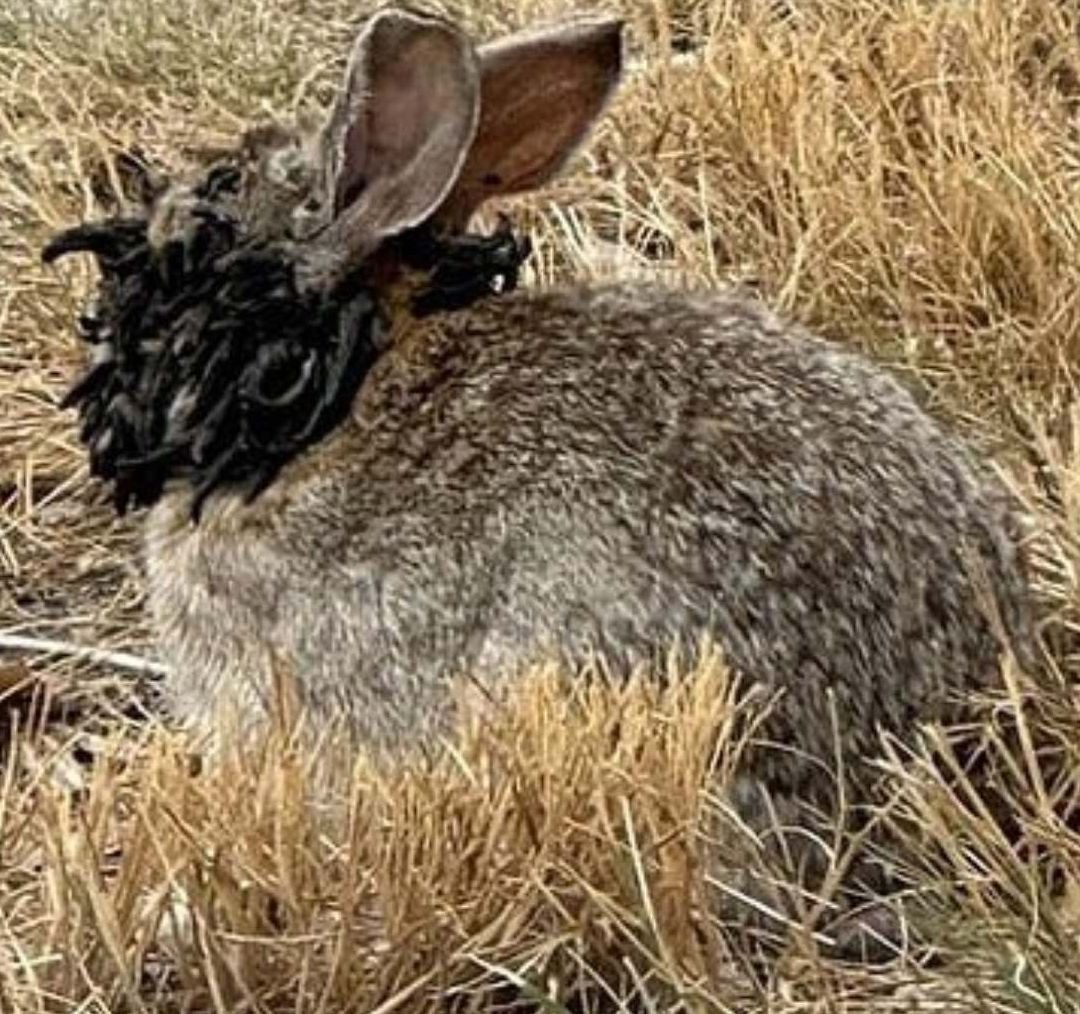 Alertan por Conejos con “Tentáculos” y "Cuernos Negros" en EUA; Autoridades Piden no Tocarlos
