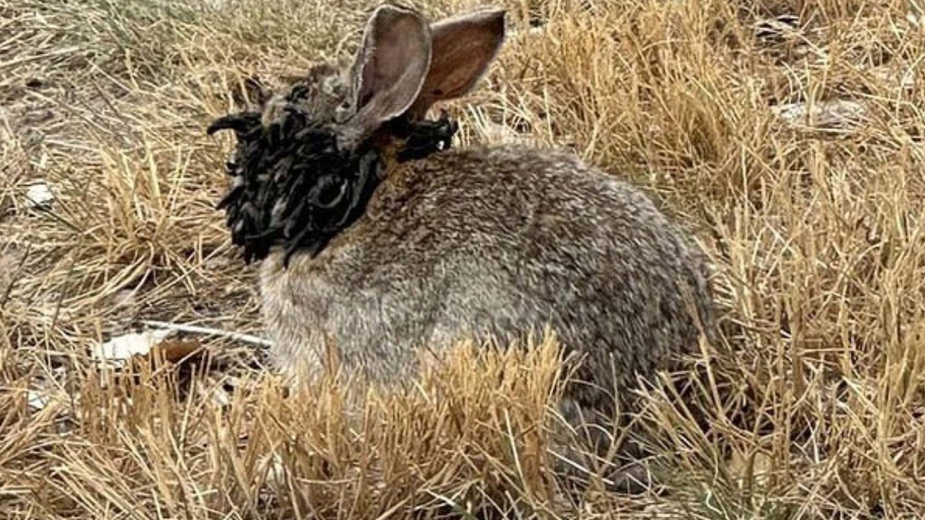 Alertan por Conejos con “Tentáculos” y "Cuernos Negros" en EUA; Autoridades Piden no Tocarlos