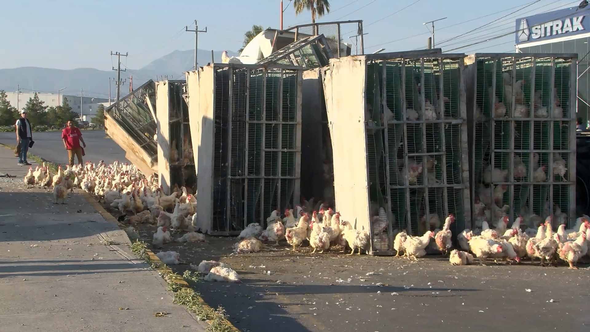 Vuelca Tráiler que Transportaba Gallinas en Ramos Arizpe