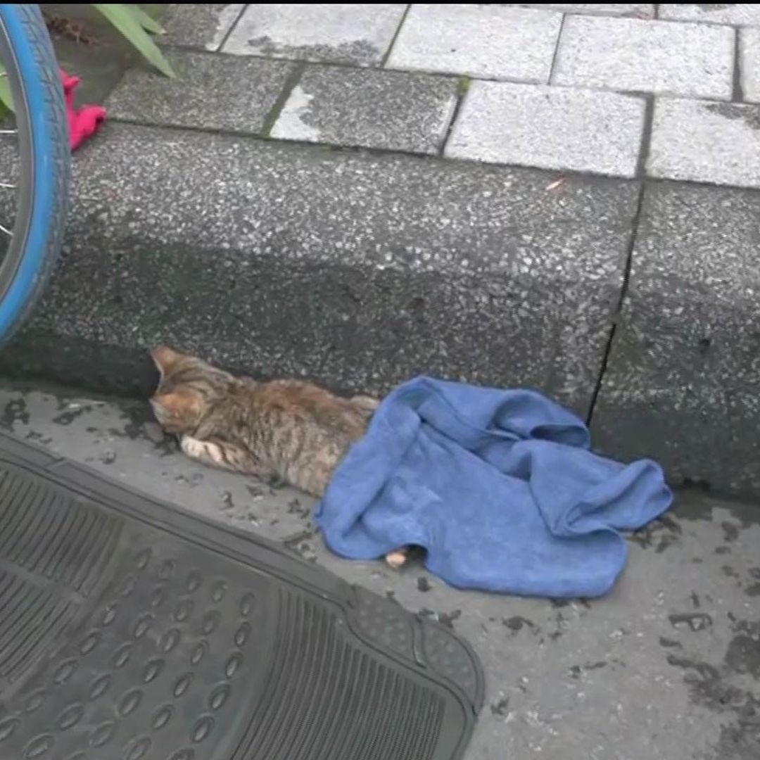 Gatito atropellado en Chivatito, CDMX