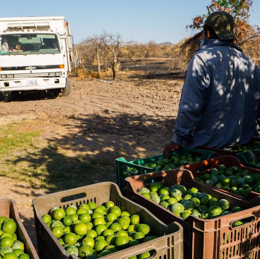 Paro de Limoneros Ya Afecta Economía de Comerciantes y Consumidores
