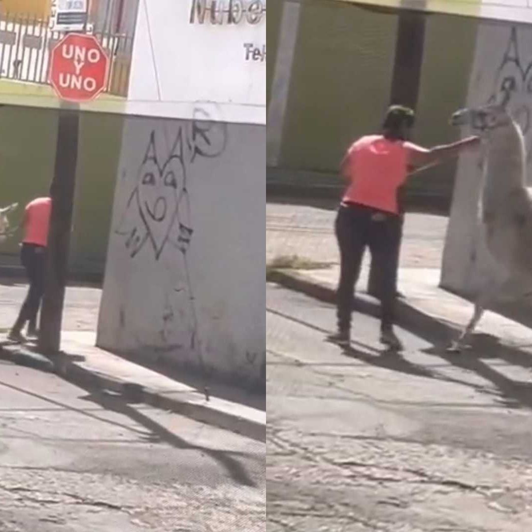 Mujer Paseando una Llama en Calles de San Juan del Río