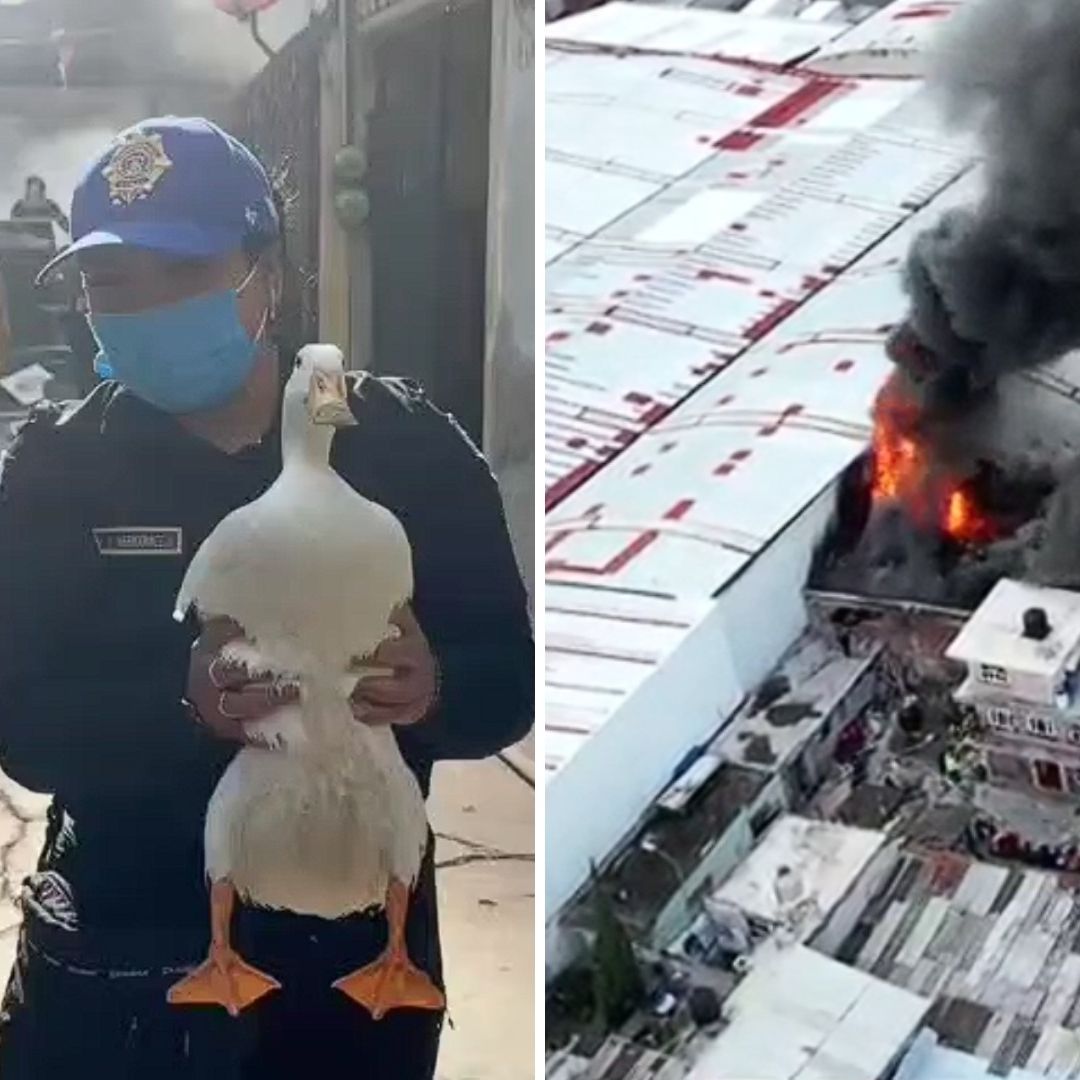 Incendio en CDMX: Rescatan a Pato que Estaba Escondido y Asustado en Bodega Quemada en Iztacalco