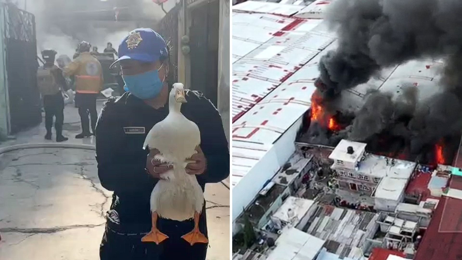 Incendio en CDMX: Rescatan a Pato que Estaba Escondido y Asustado en Bodega Quemada en Iztacalco