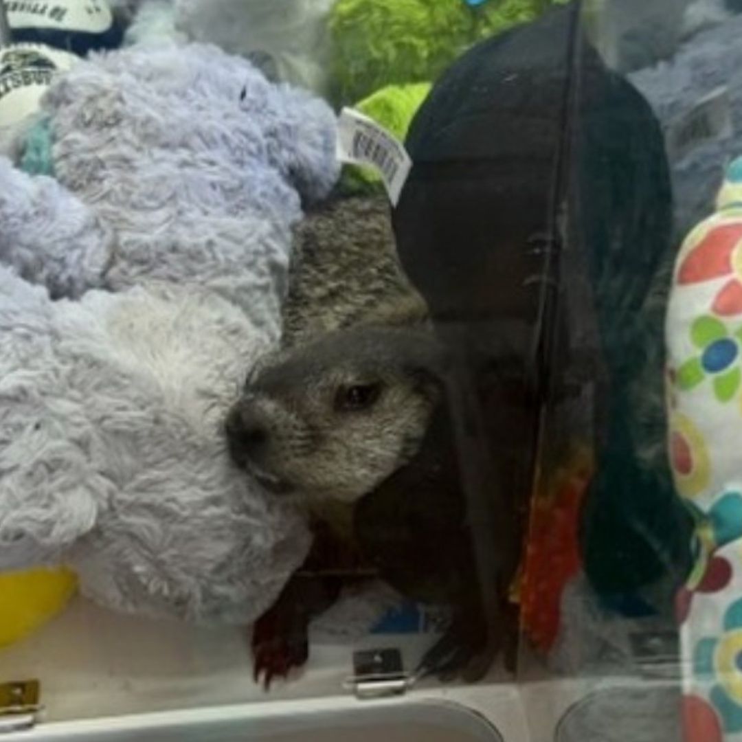 Hombre Juega en una Máquina de Peluches y Encuentra una Marmota Viva | Fotos