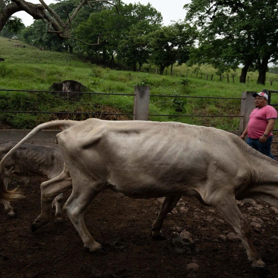 Dos animales son cuidados por un ganadero.