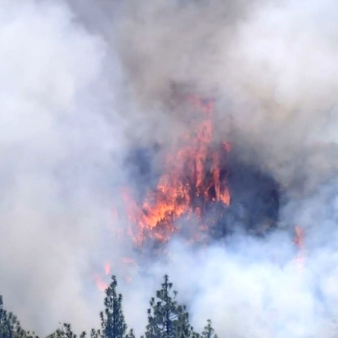Continúa Incendio Forestal en Parque Nacional en Ensenada