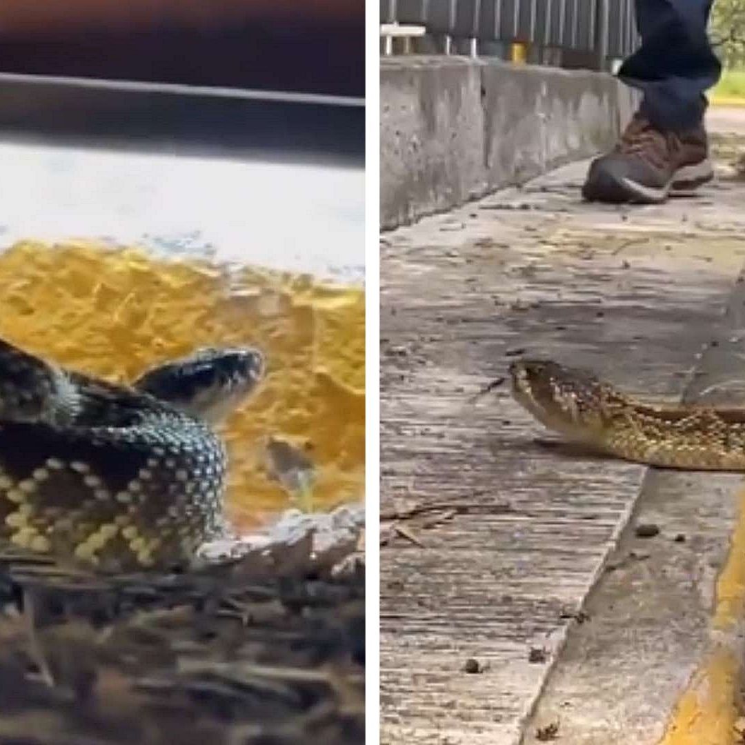 Video | Hay una Serpiente en… CU: Víbora de Cascabel Sorprende a Trabajadores de la UNAM