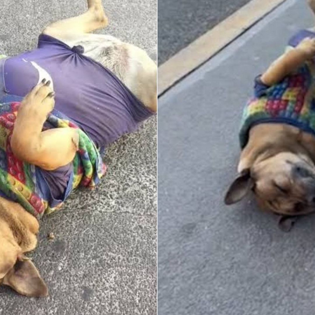 Una perrita de tamaño grande usa un suéter de color morado y está boca arriba.