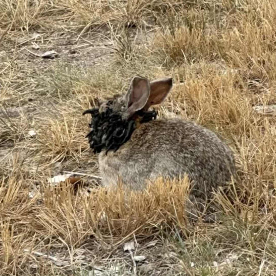 Conejos con “tentáculos” o "cuernos negros”