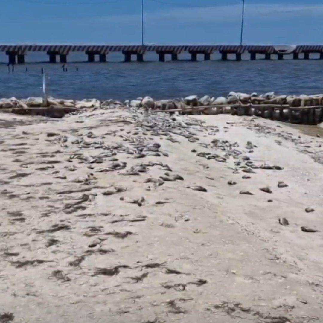 Marea Roja por Algas Tóxicas Afecta Más de 100 Kilómetros en Costa en Yucatán