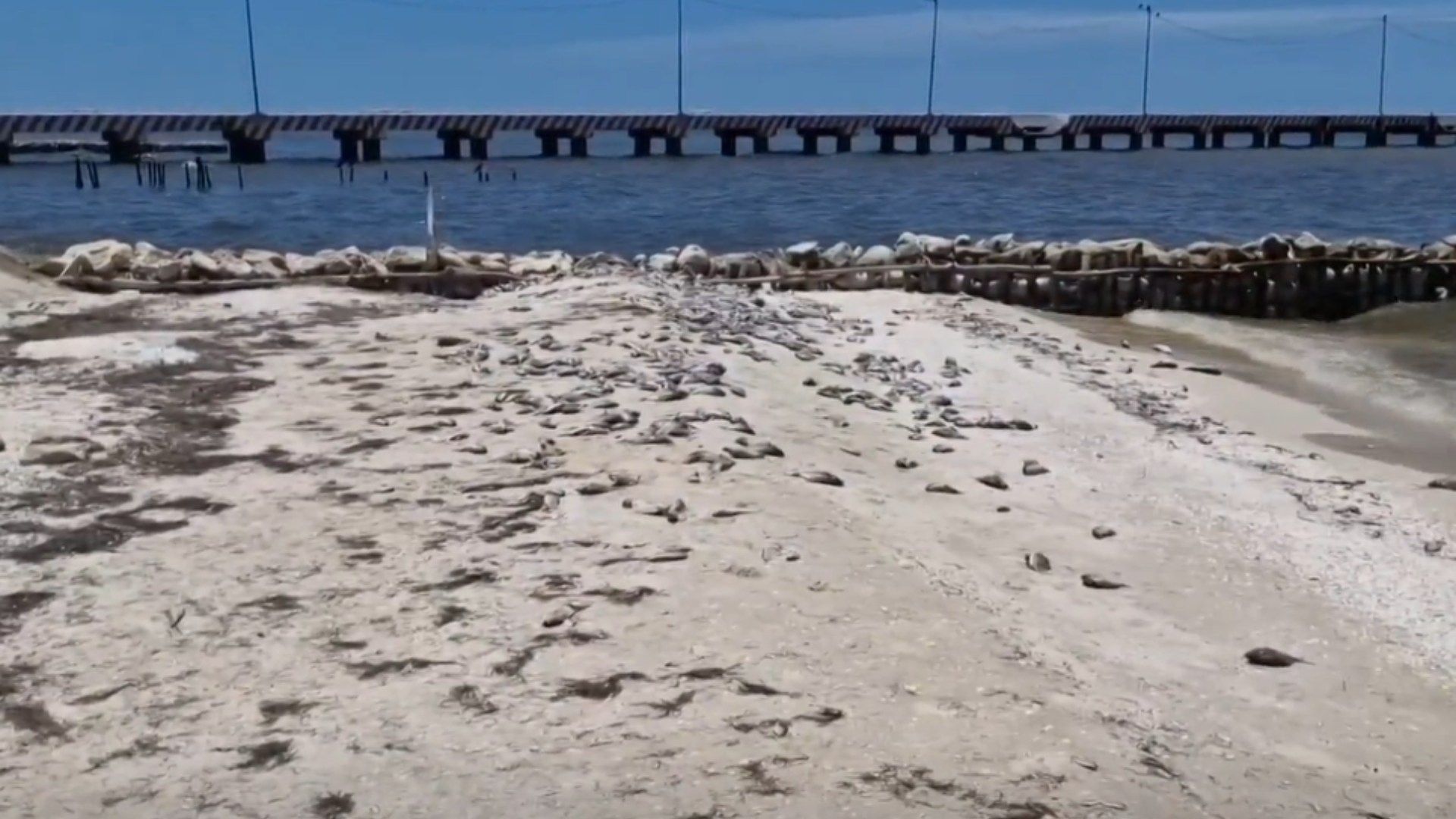 Marea Roja por Algas Tóxicas Afecta Más de 100 Kilómetros en Costa en Yucatán