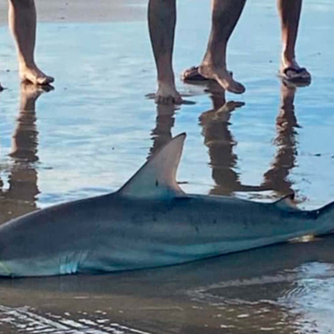 Hallan Tiburón en Orilla de Playa en Isla del Padre Sur en Texas