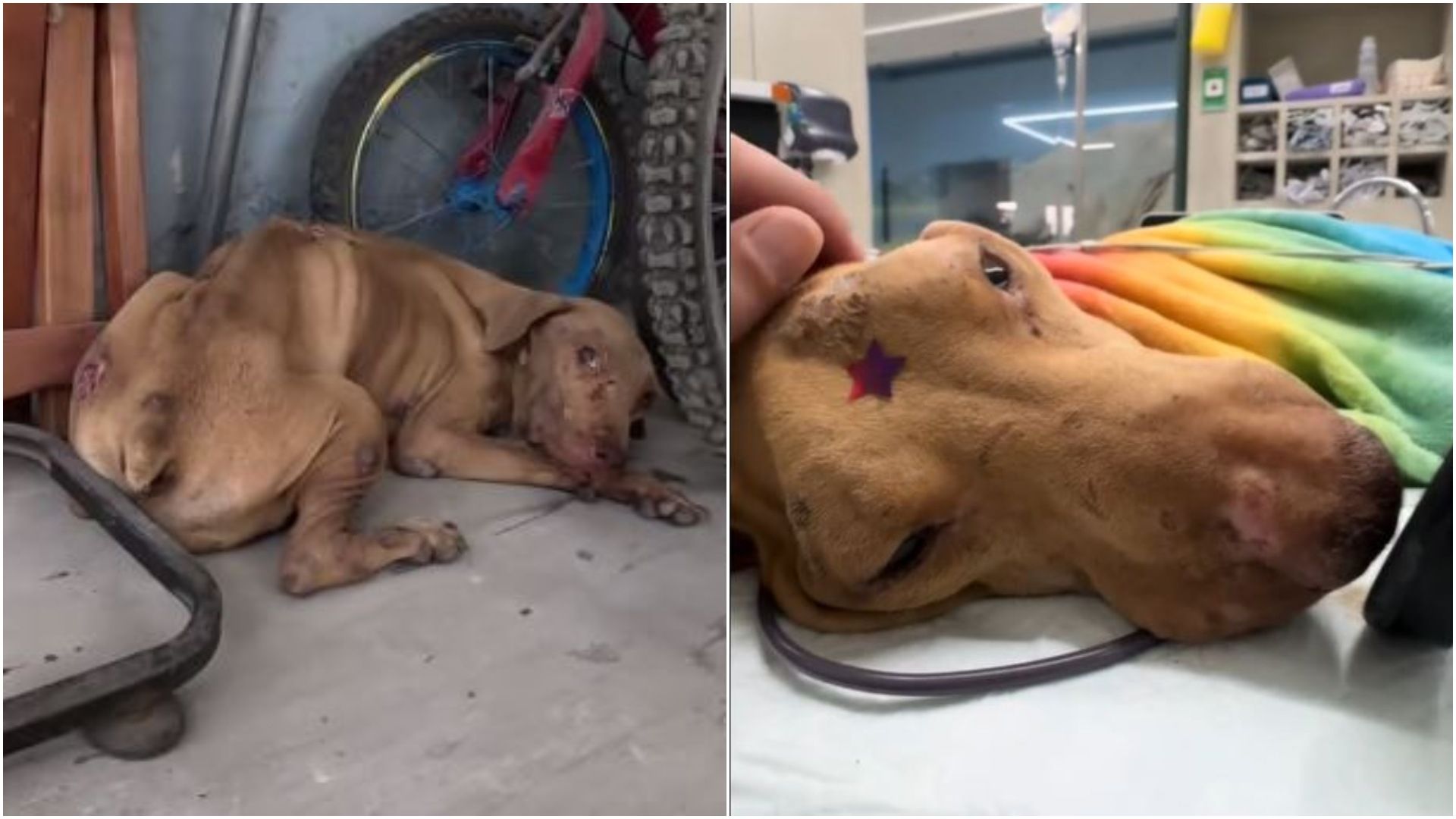 El perrito presentaba falla renal y anemia severa.
