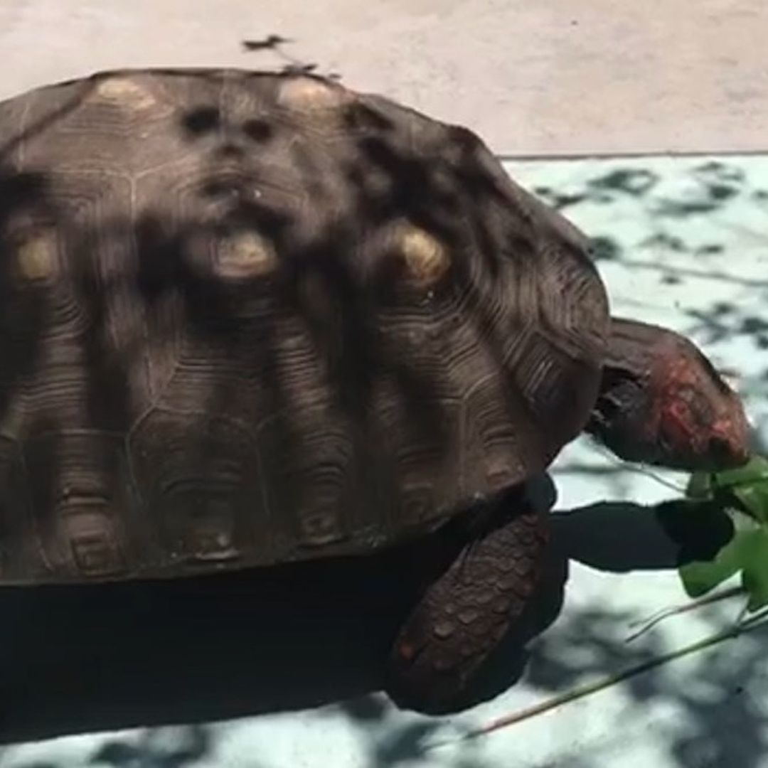 Shiva, tortuga perdida en la colonia Roma Sur