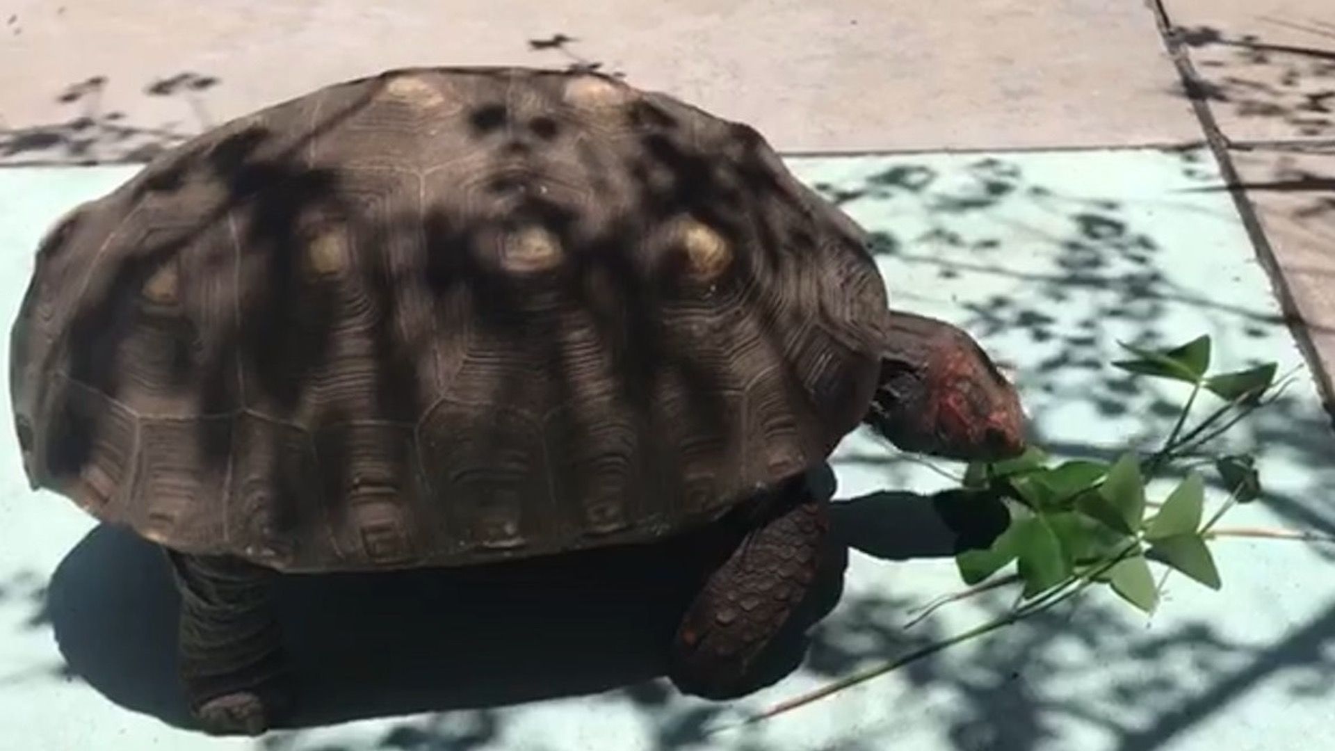 Shiva, tortuga perdida en la colonia Roma Sur