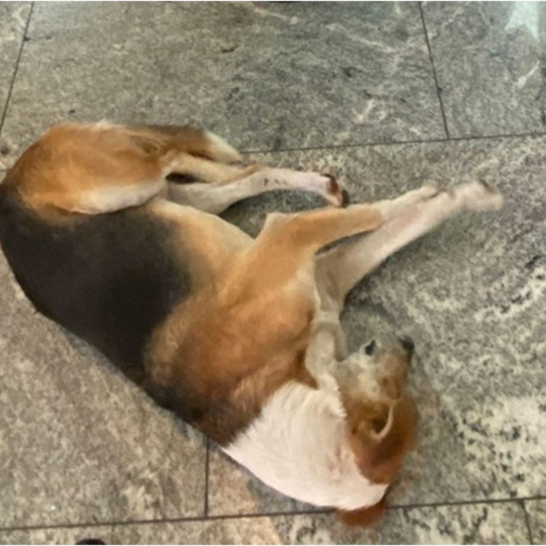 Un ciudadano se ofreció a adoptarlo.