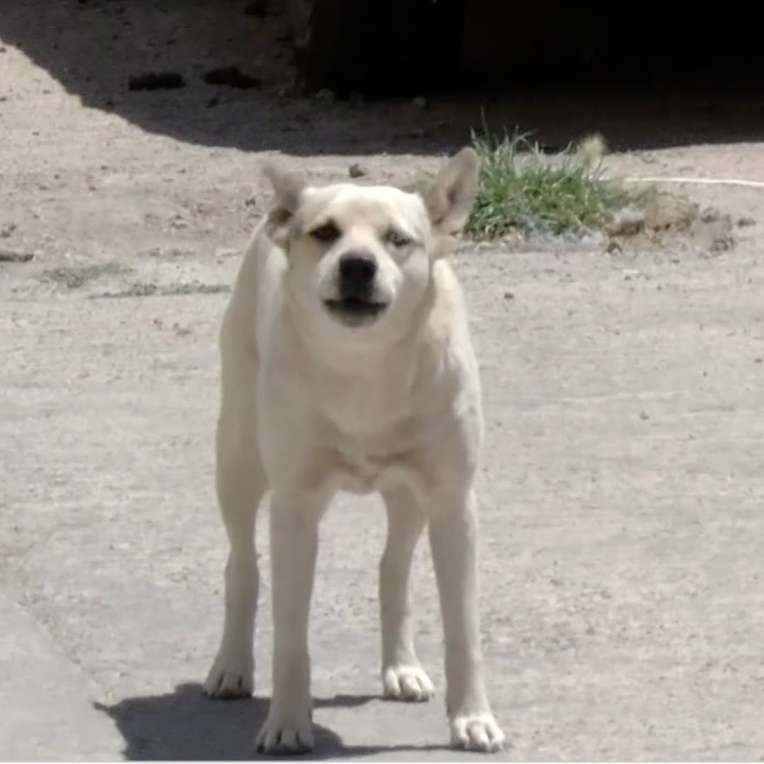 Chofer del transporte público en Zacatecas atropella a perrito
