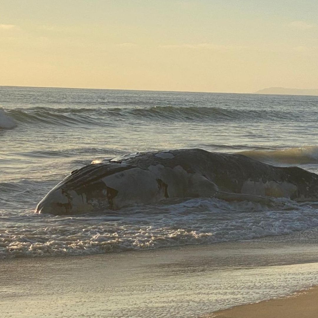 Aparece Ballena Sin Vida en Playa de Tijuana; Esto se Sabe