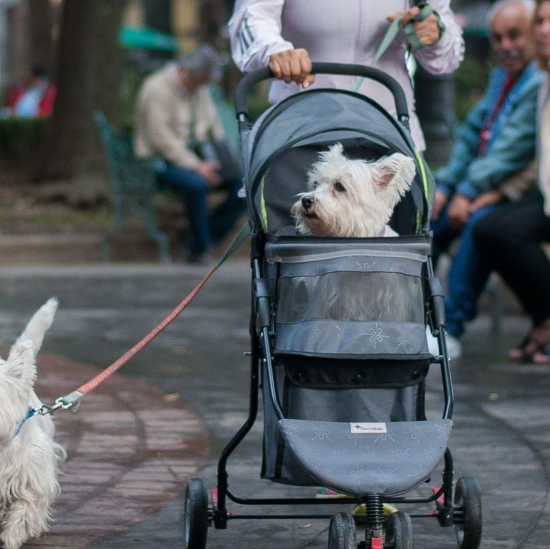 Aprueban Custodia Compartida de ‘Perrihijos’ o ‘Gatihijos’ en Caso de Divorcio en CDMX