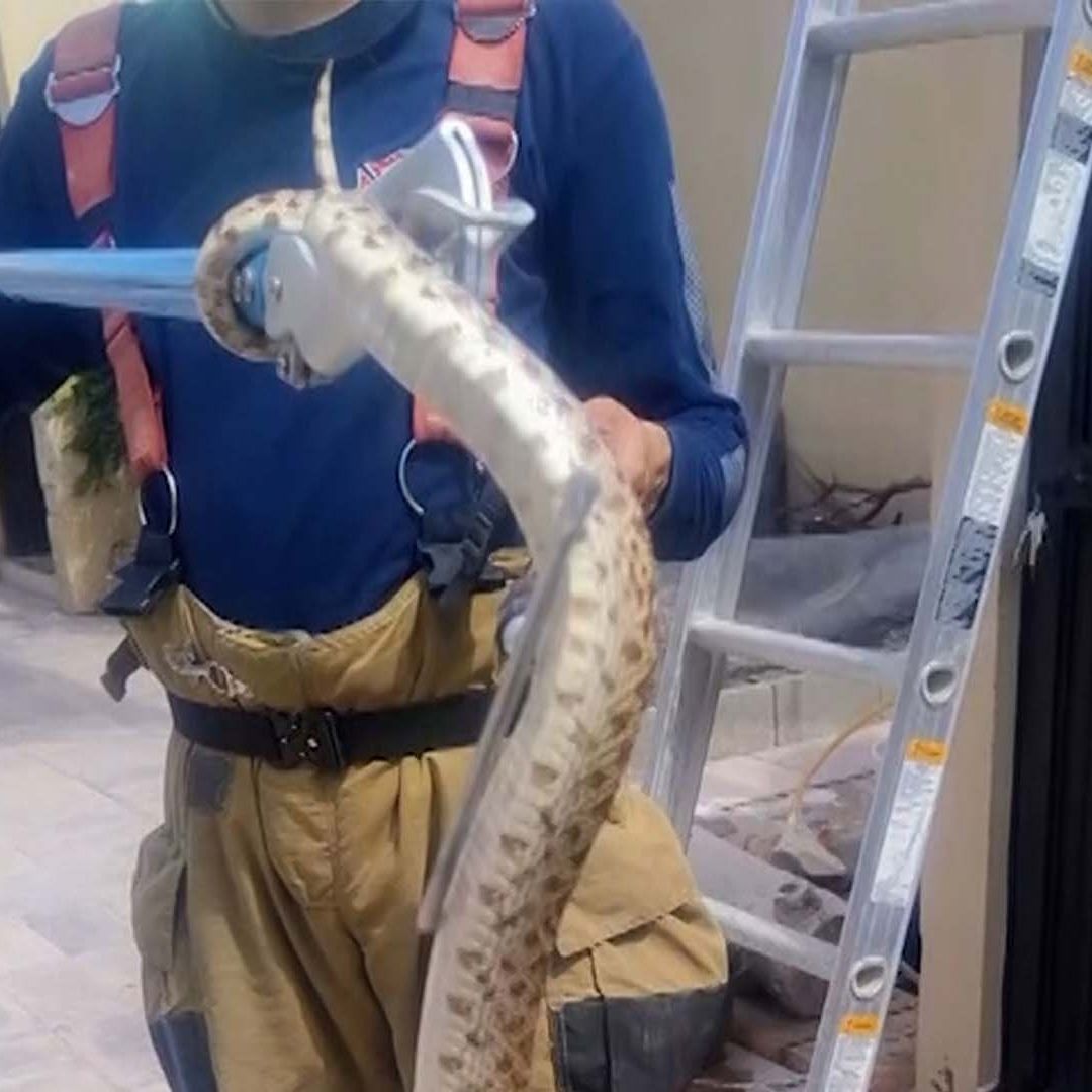 Encuentran Víbora de Gran Tamaño al Interior de una Casa en Torreón