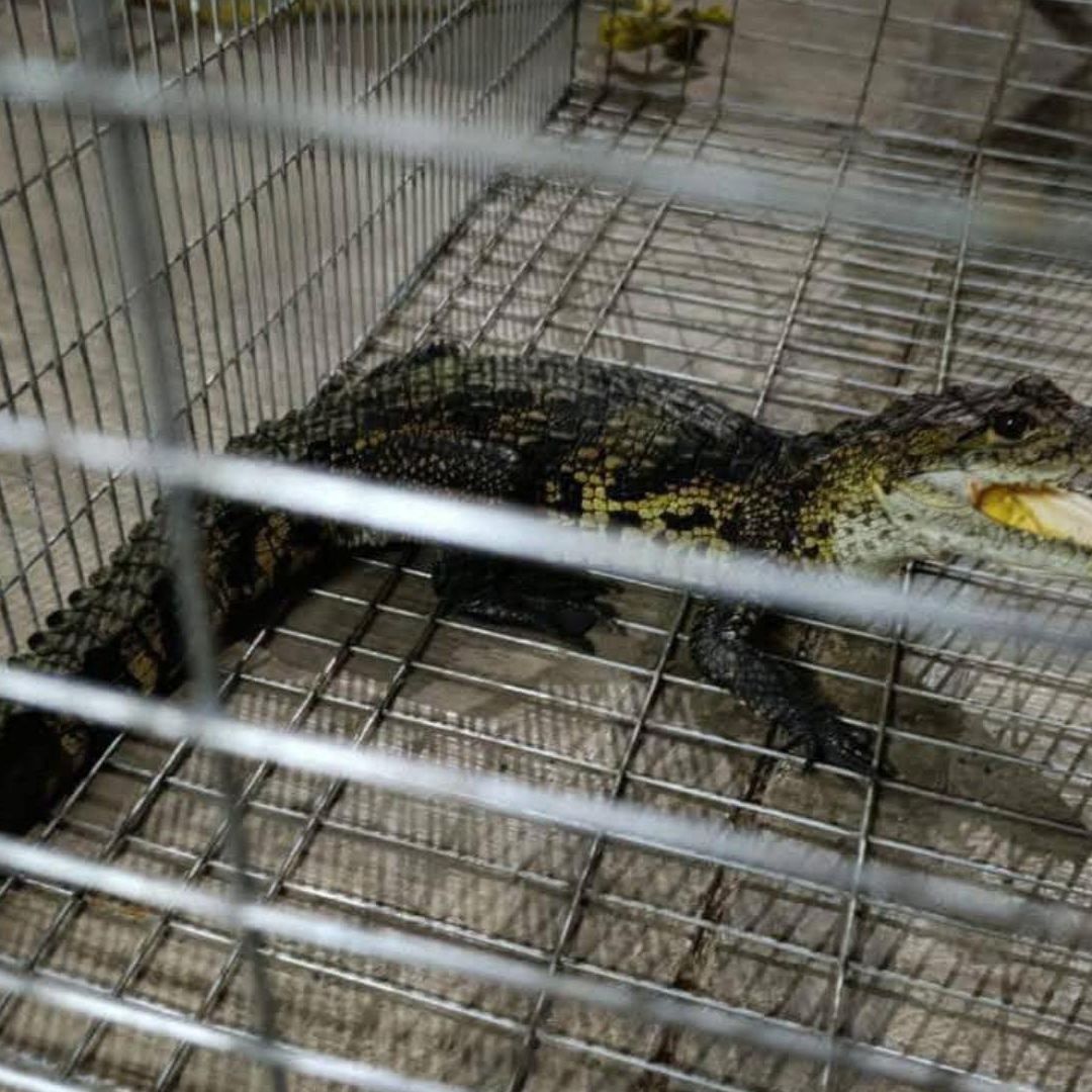 Cocodrilo es Capturado por Protección Civil de Xicotepec de Juárez en Puebla