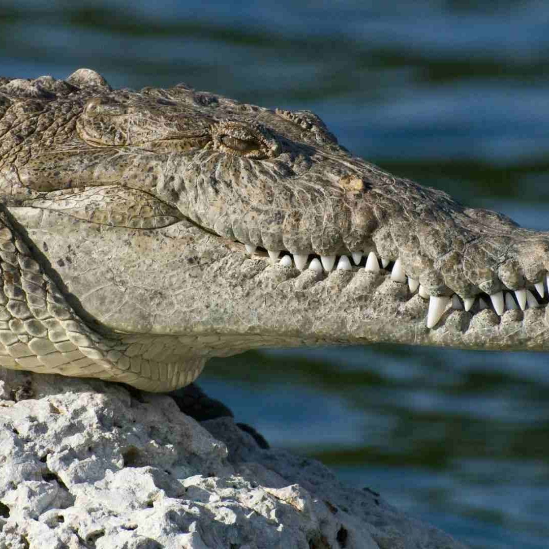 Investigan Presunto Robo Cocodrilo en Zoológico Viveros Veracruz