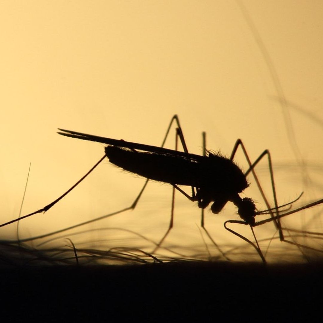 63 Casos de dengue han sido catalogados como grave