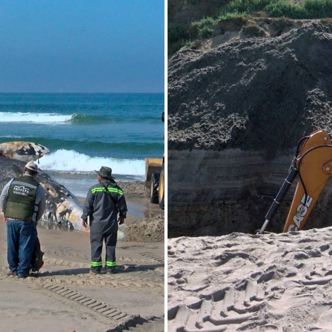 Entierran a Ballena Hallada Sin Vida en Playa de Tijuana; Reportan Falta de Estudio Previo