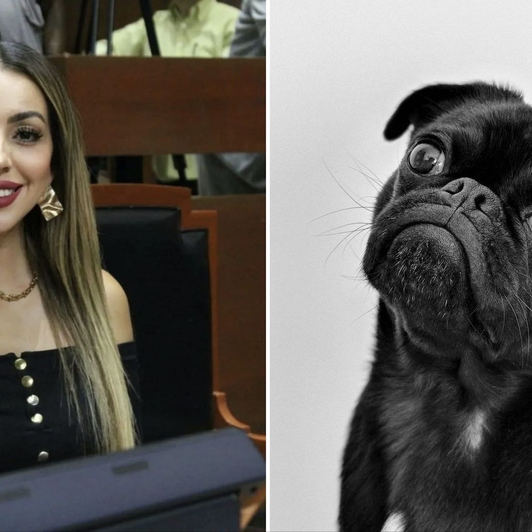 ¿Diputada de Morena propone sacrificio de perritos?