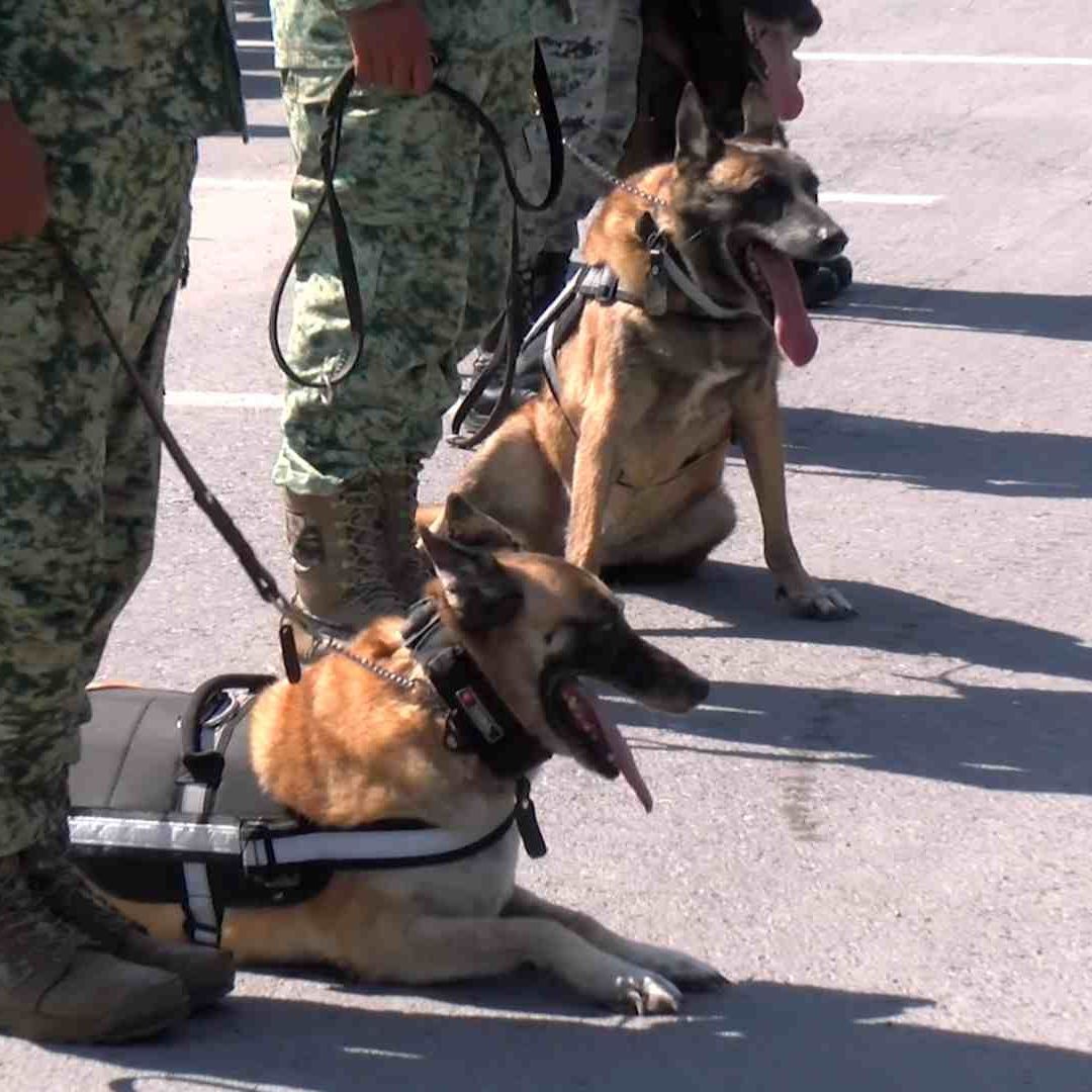 Dona Ejército 15 Perros a Asociación Civil de NL