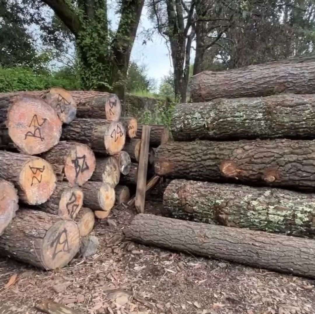 Así es la Guerra entre Talamontes y Guardabosques en los Límites de Morelos y Ciudad de México