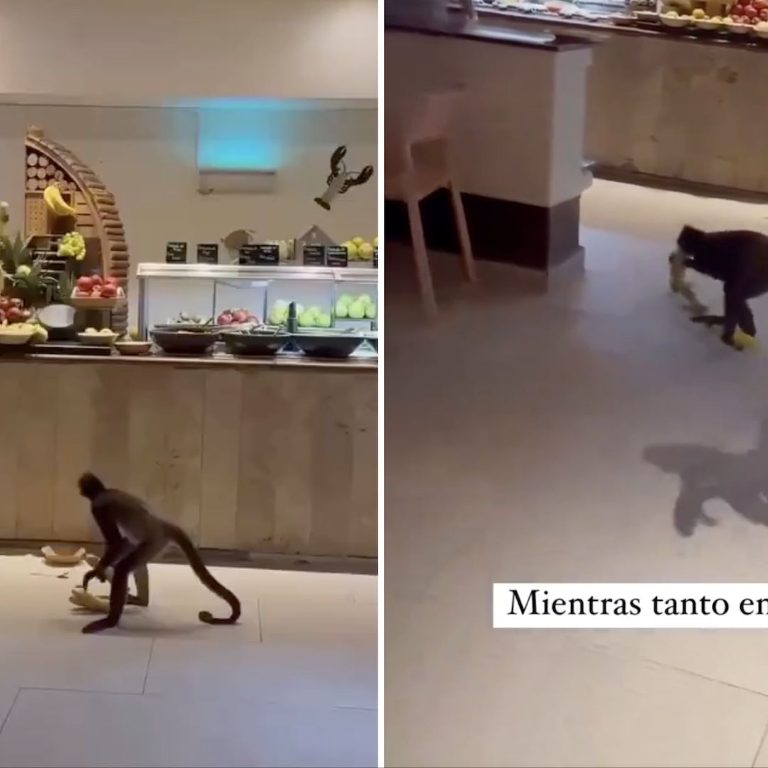 Monos araña asaltan bufet de hotel en Cancún