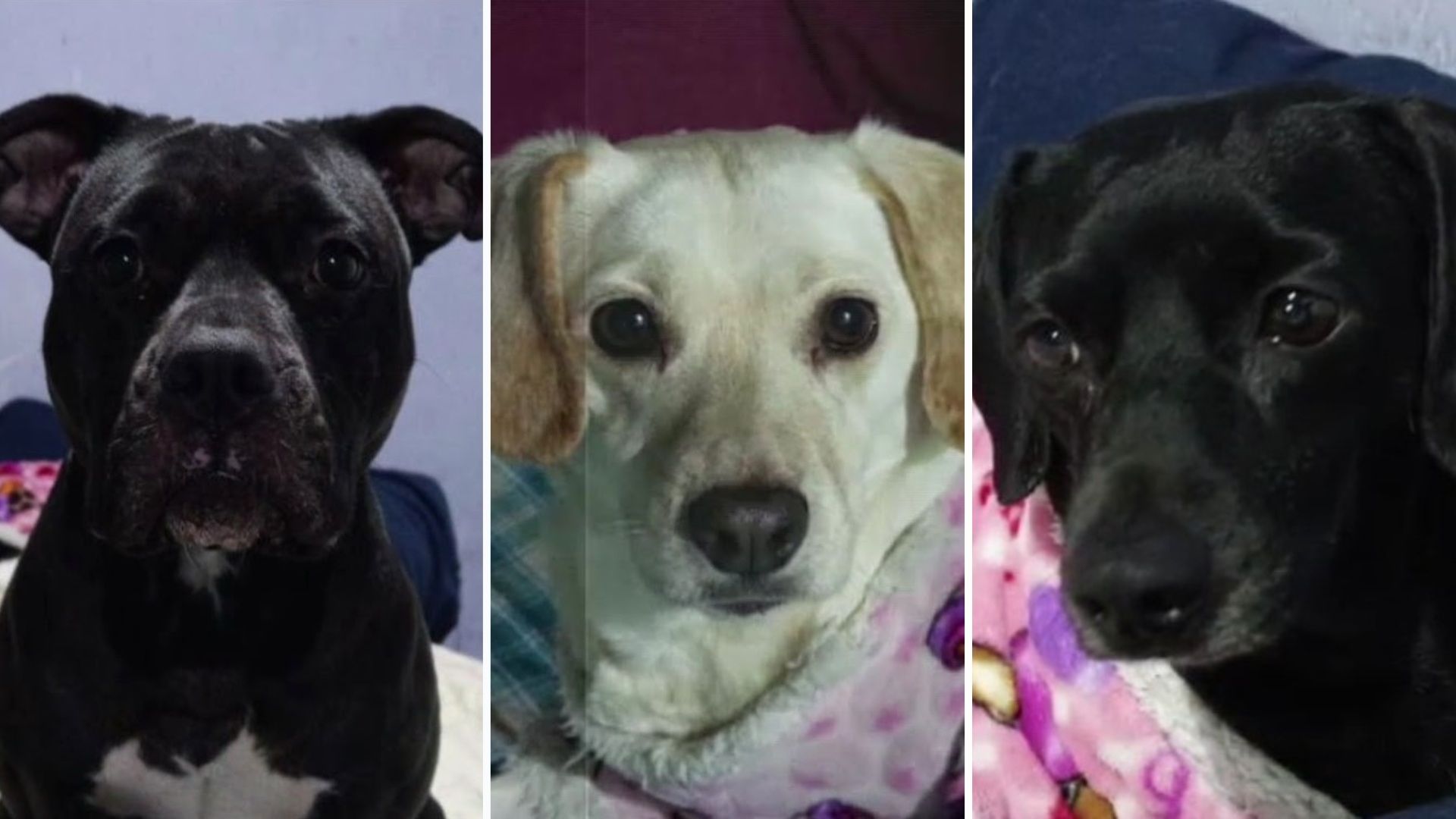Piden Ayuda para Salvar a Tres Perritas Encerradas en Casa de Iztacalco: “Amenazan con Matarlas”