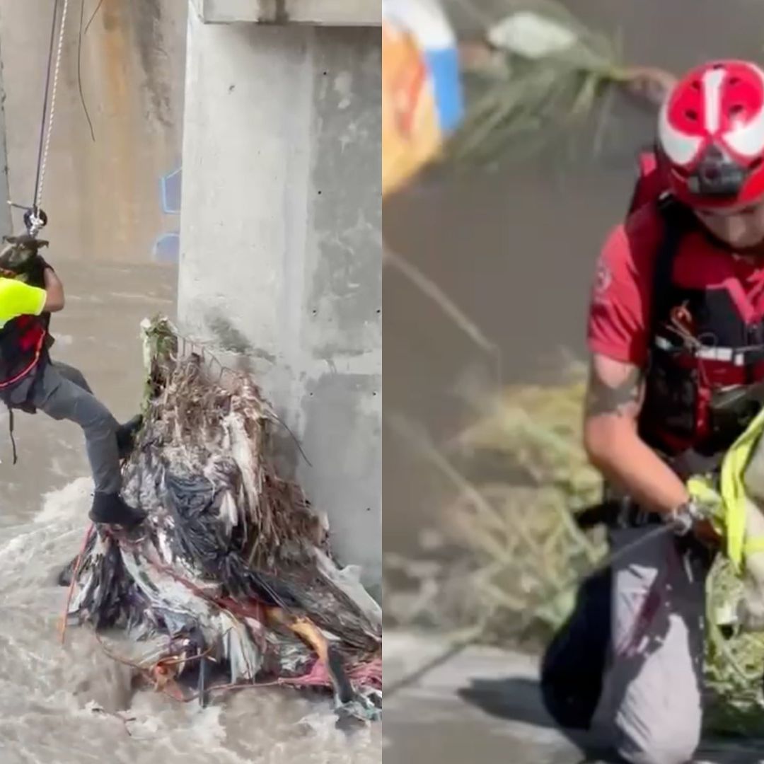 Protección Civil rescata perros en arroyos de San Pedro y Monterrey