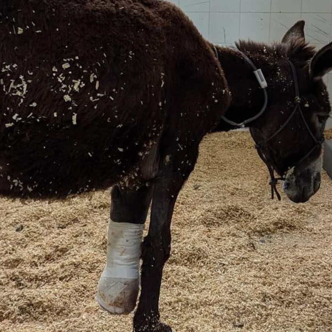 Burrita amputada de una pata tras ser quemada en Querétaro