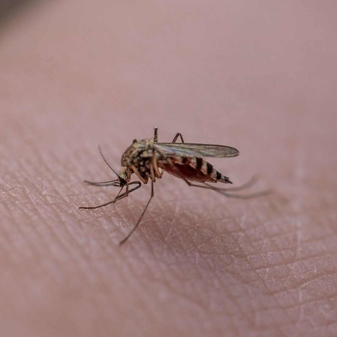 Día Mundial del Mosquito 2025